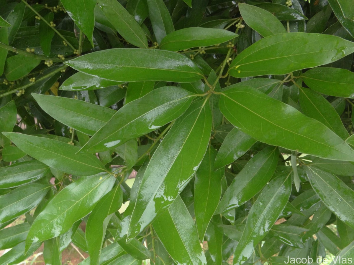 Neolitsea cassia (L.) Kosterm.